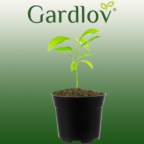 Doniczka produkcyjna - zestaw 10 szt. GARDLOV Doniczka produkcyjna - zestaw 10 szt. GARDLOV